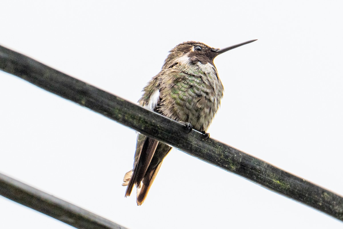 Colibri d'Anna - ML647446108