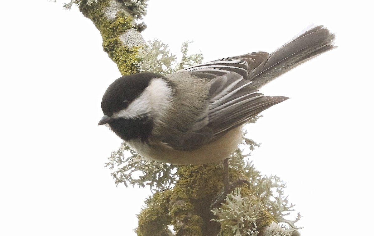 Black-capped Chickadee - ML647446111