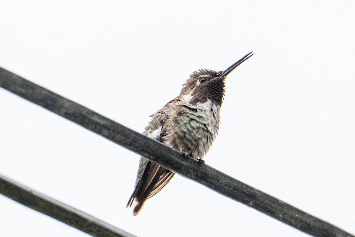 Colibri d'Anna - ML647446113