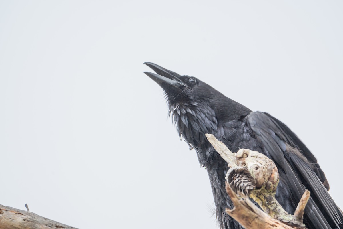 Grand Corbeau - ML647446126