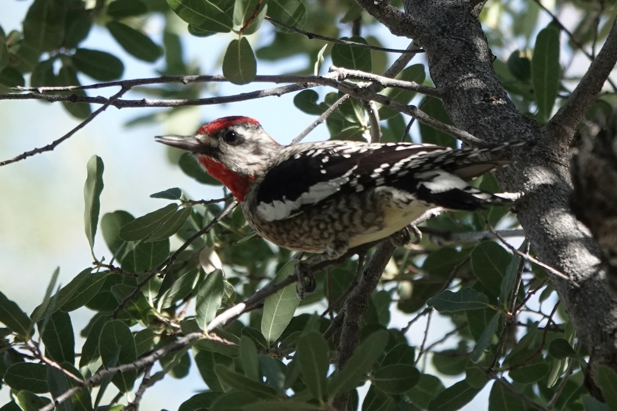 Дятел-смоктун білочеревий - ML647446127