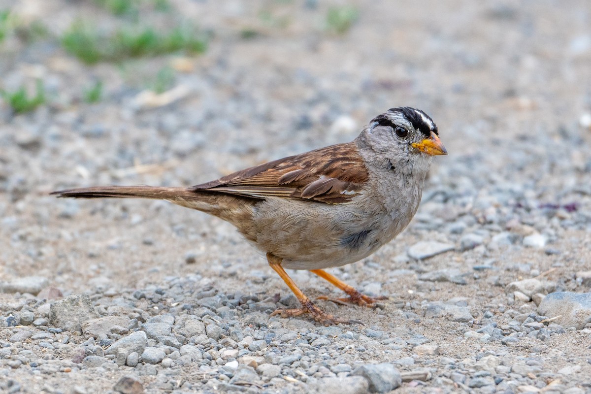 Bruant à couronne blanche - ML647446138