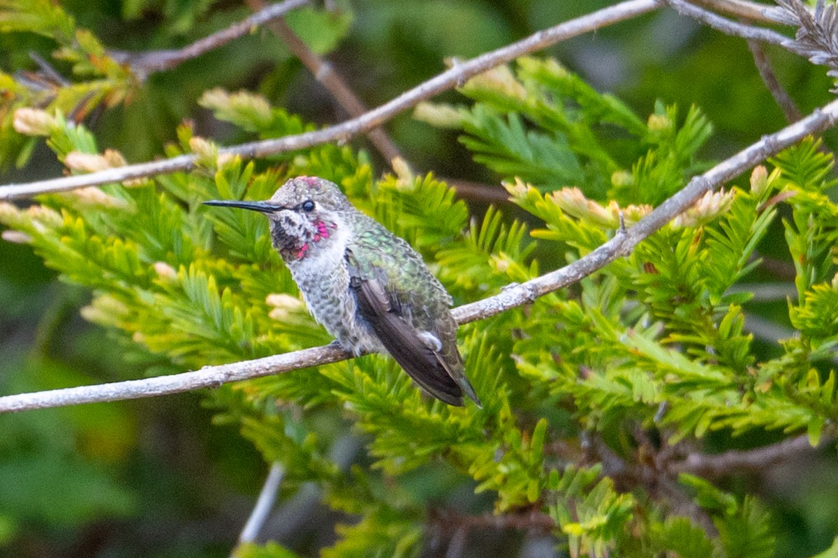 Colibri d'Anna - ML647446150