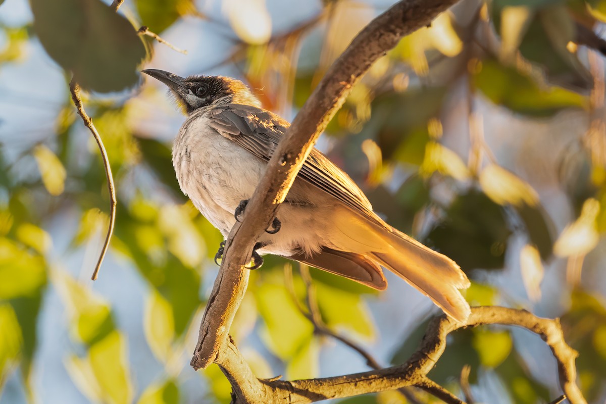 Little Friarbird - ML647446153