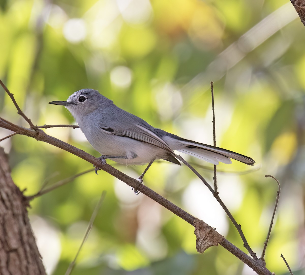 Black-capped Gnatcatcher - ML647446173