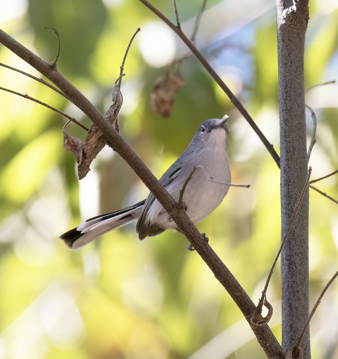 Black-capped Gnatcatcher - ML647446174