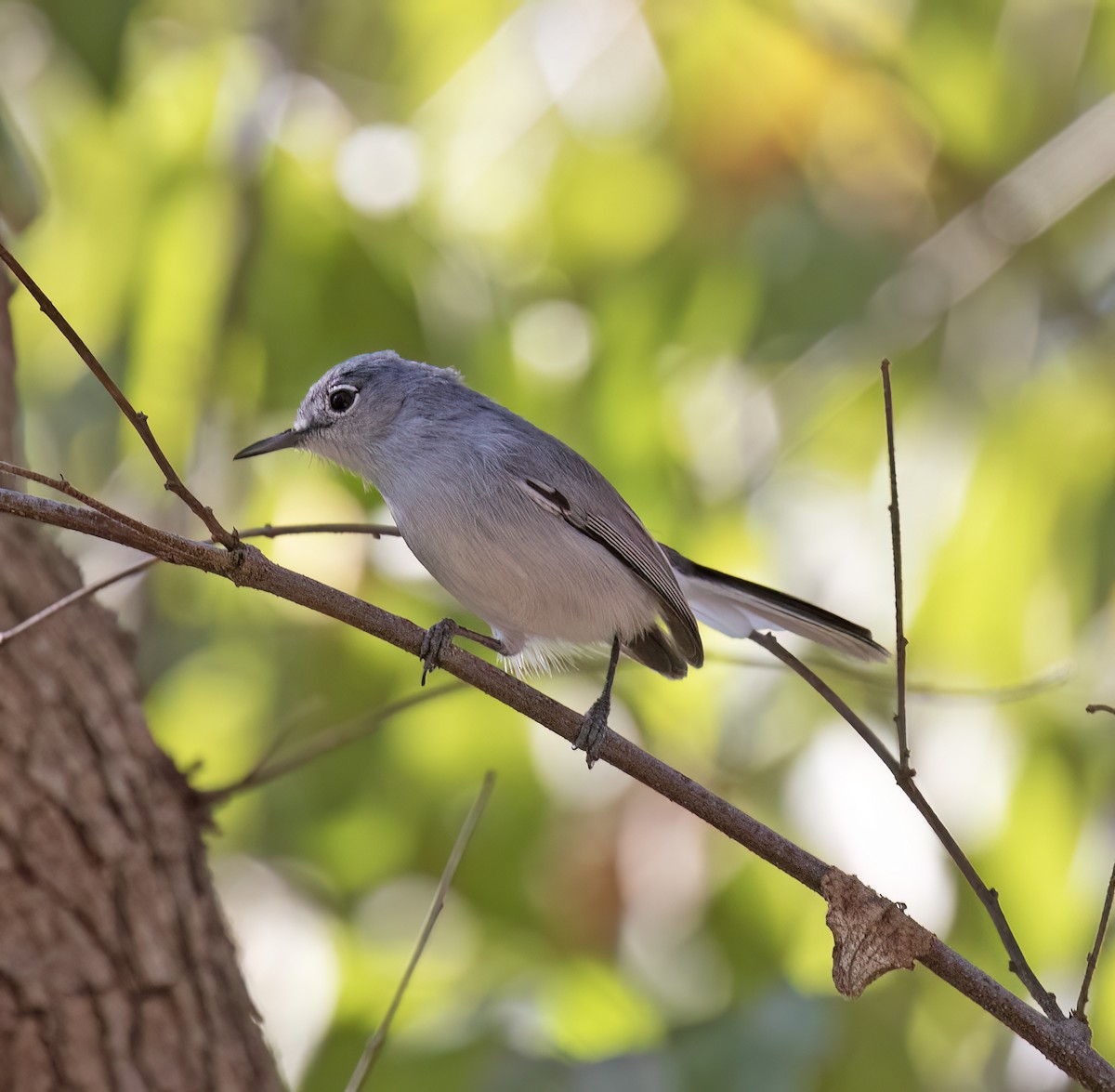 Black-capped Gnatcatcher - ML647446175