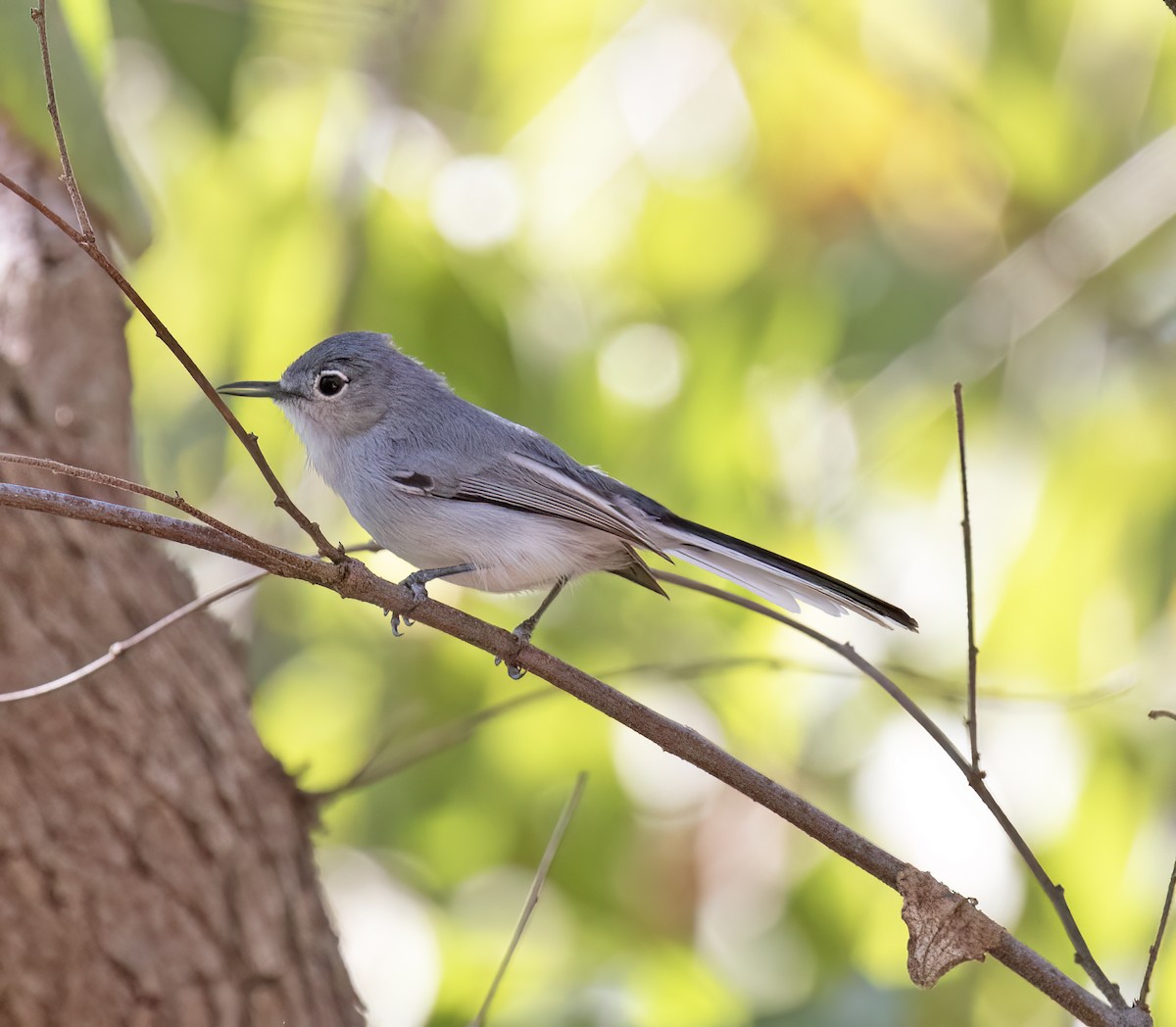 Black-capped Gnatcatcher - ML647446176