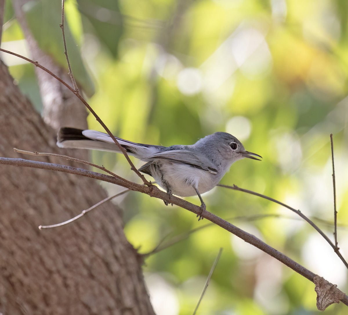 Black-capped Gnatcatcher - ML647446177