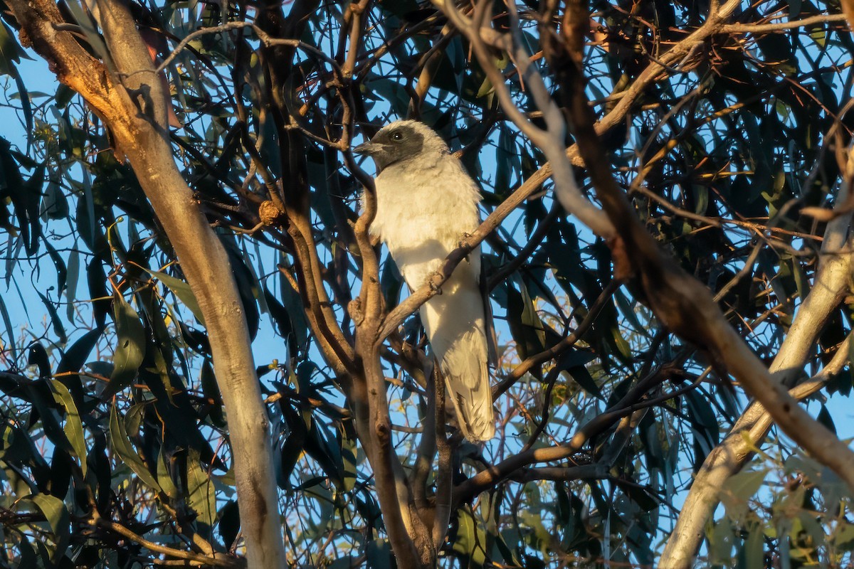 Black-faced Cuckooshrike - ML647446179