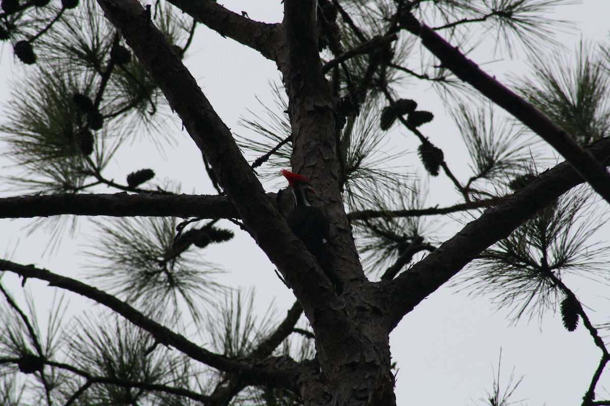 Pileated Woodpecker - ML647446181