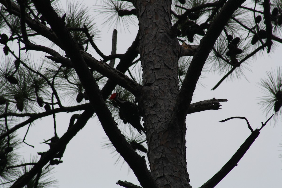 Pileated Woodpecker - ML647446184