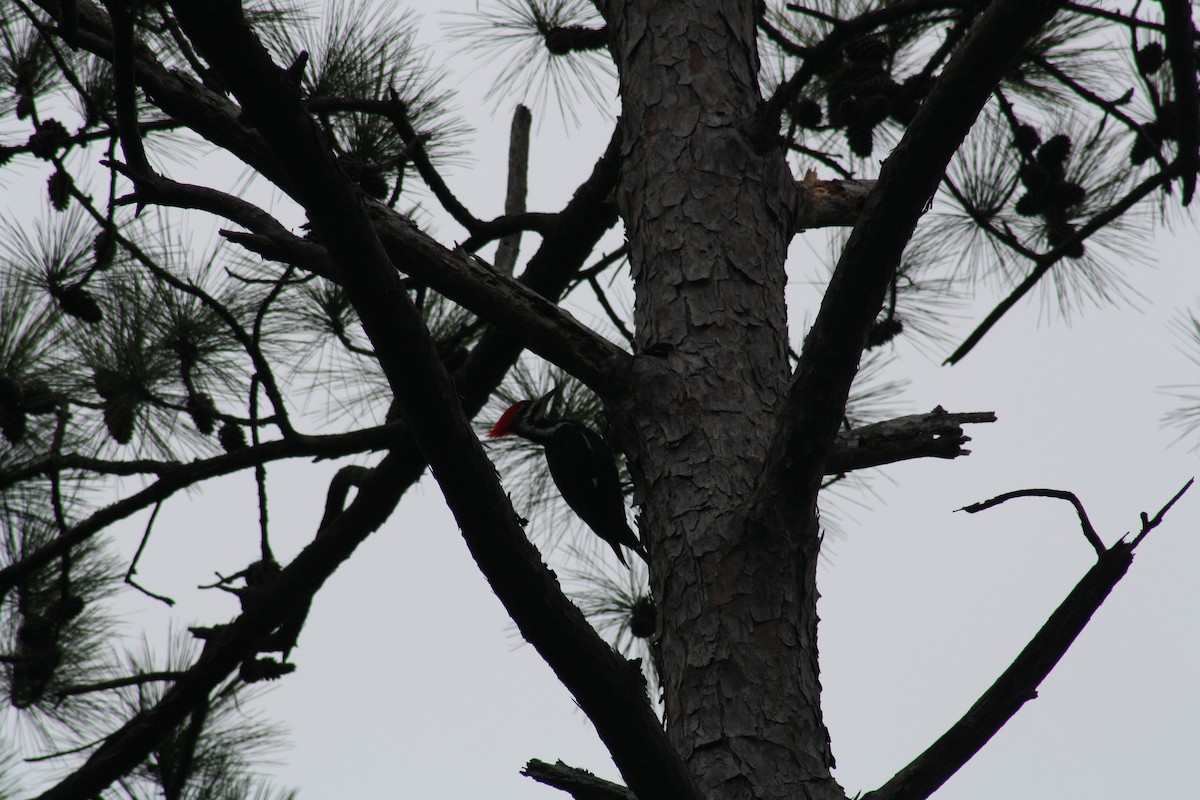 Pileated Woodpecker - ML647446185