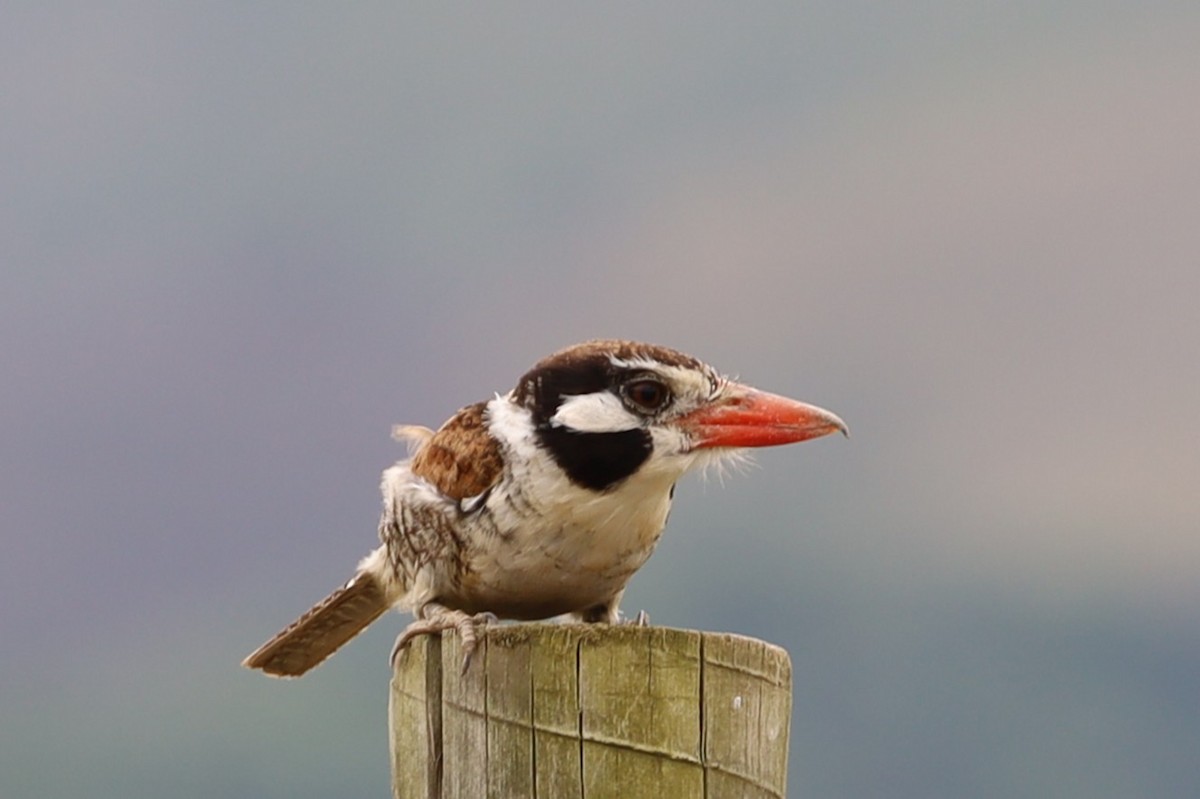 White-eared Puffbird - ML647446188