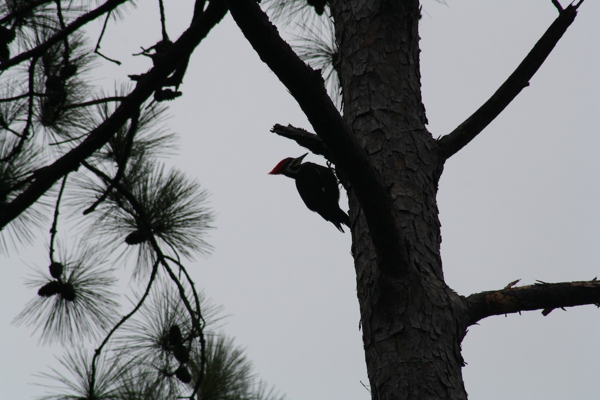 Pileated Woodpecker - ML647446190