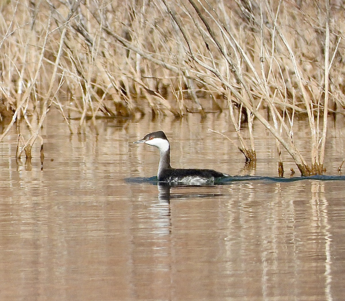 Horned Grebe - ML647446191
