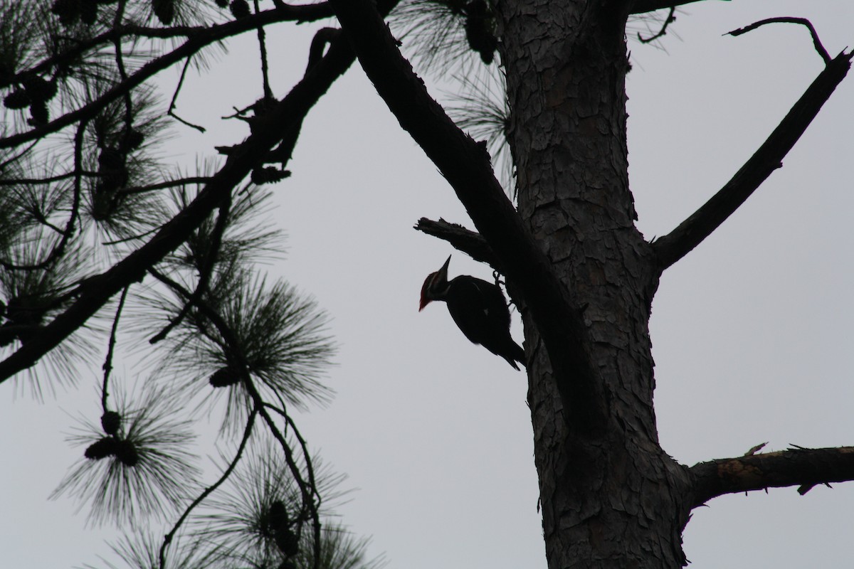 Pileated Woodpecker - ML647446193
