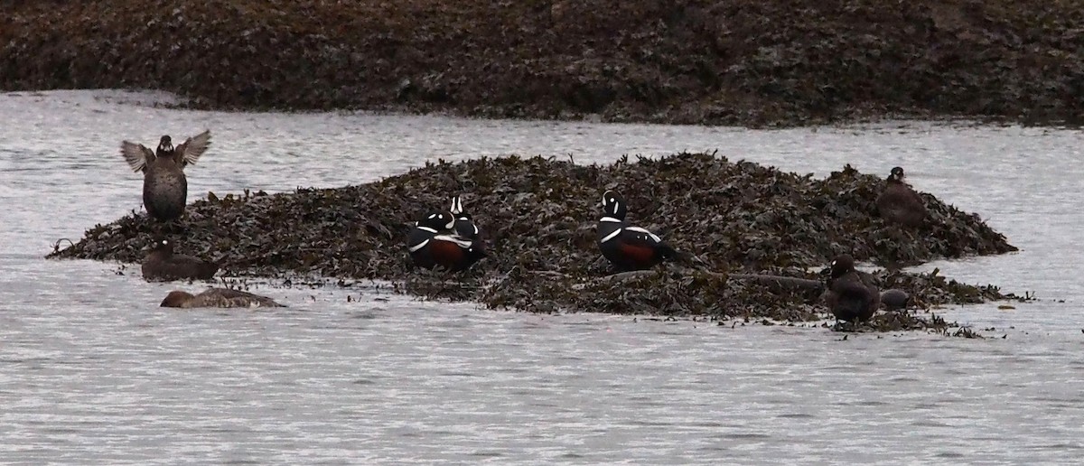 Harlequin Duck - ML647446195