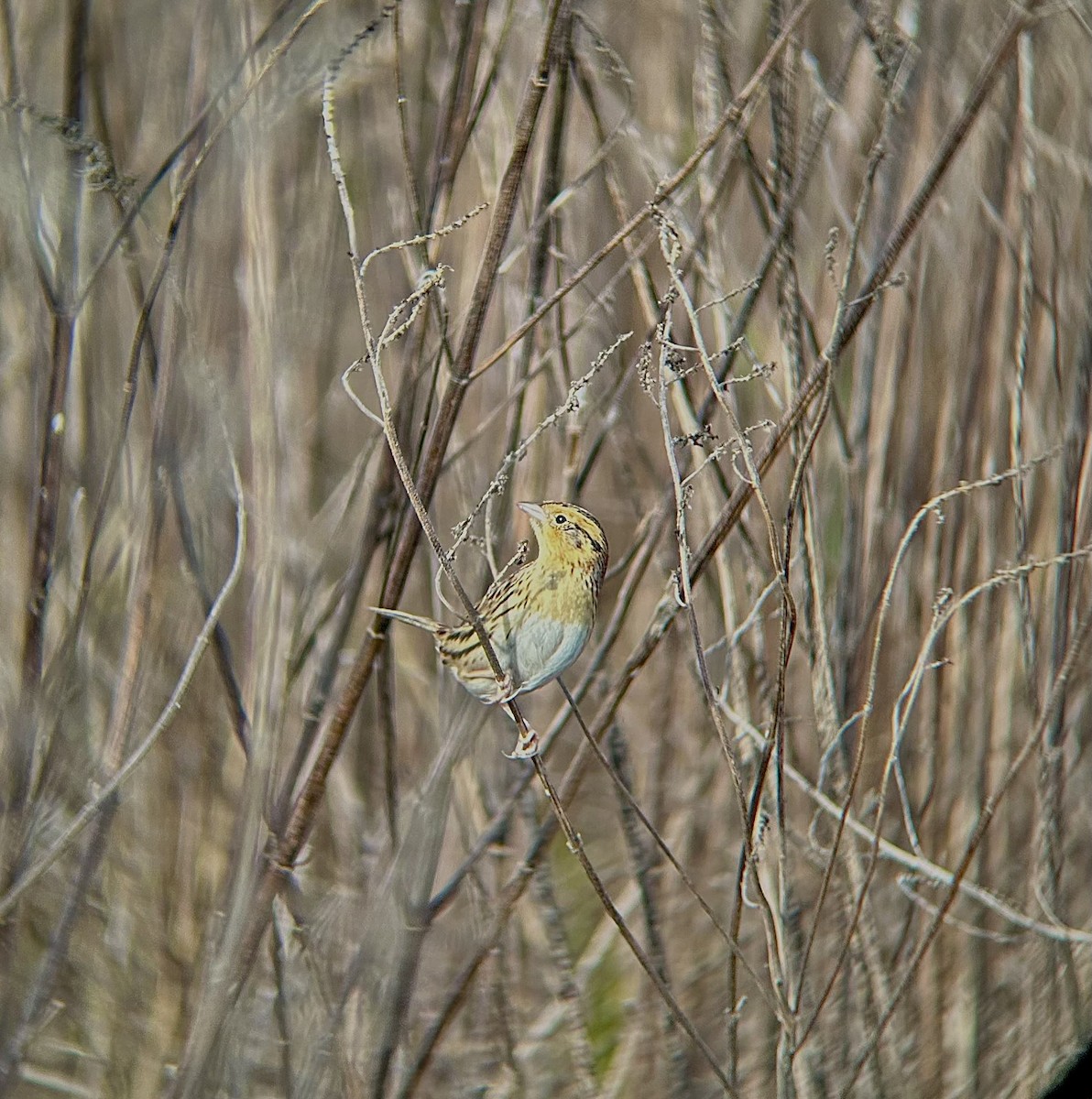 LeConte's Sparrow - ML647446227
