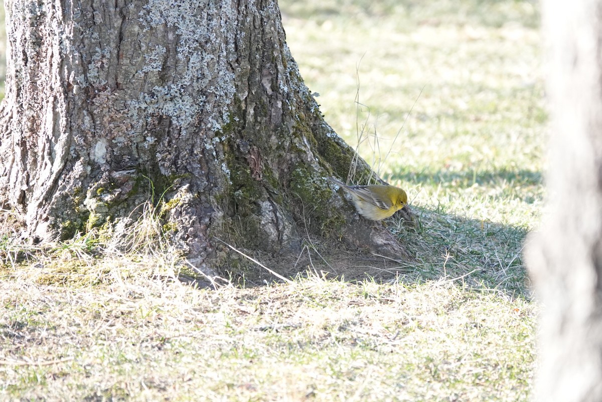 Pine Warbler - ML647446244