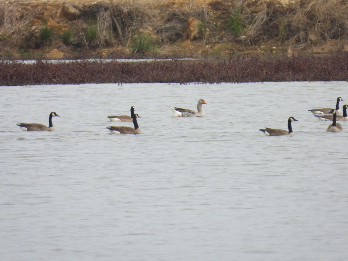 Boz Kaz - ML647446253