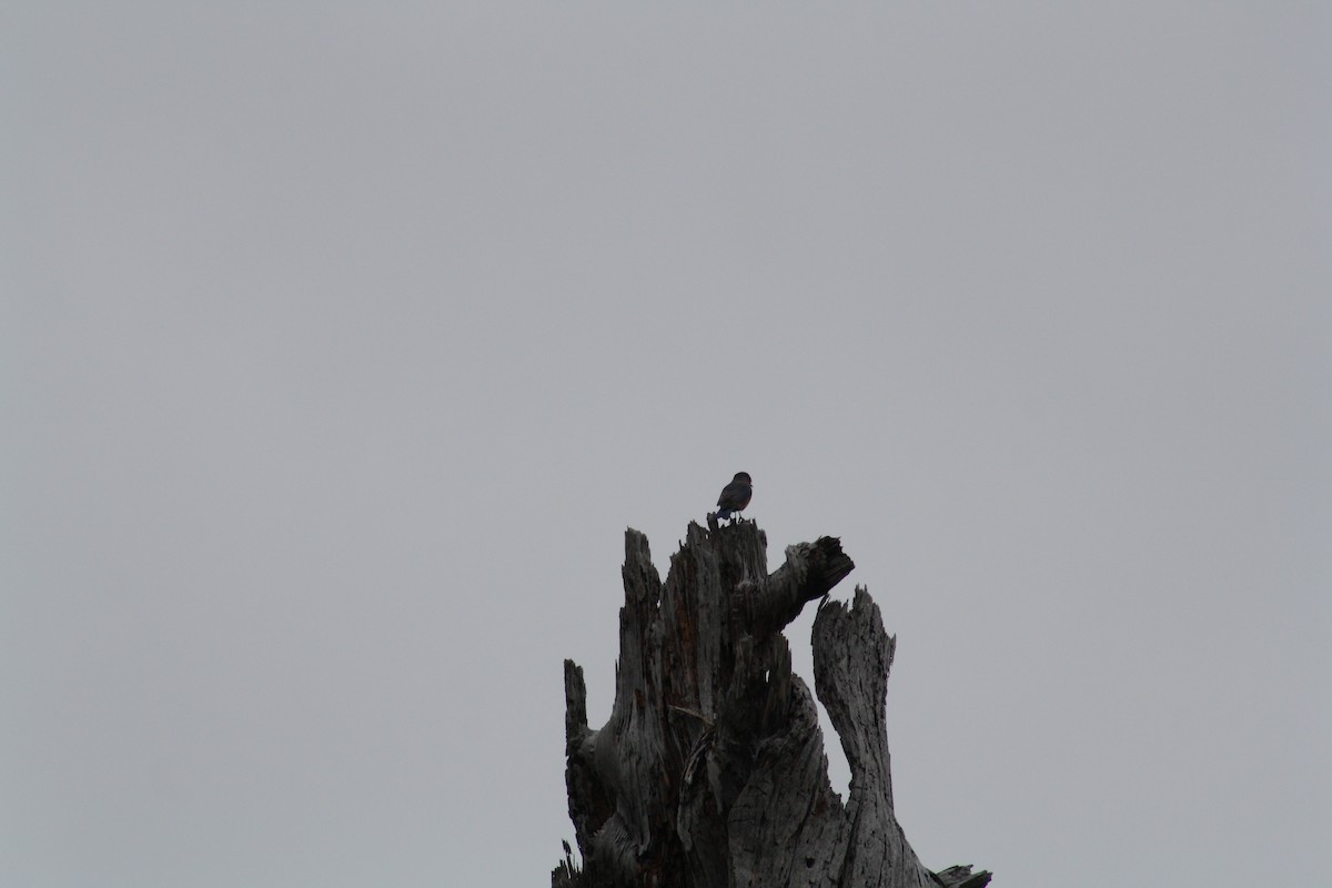 Eastern Bluebird - ML647446259