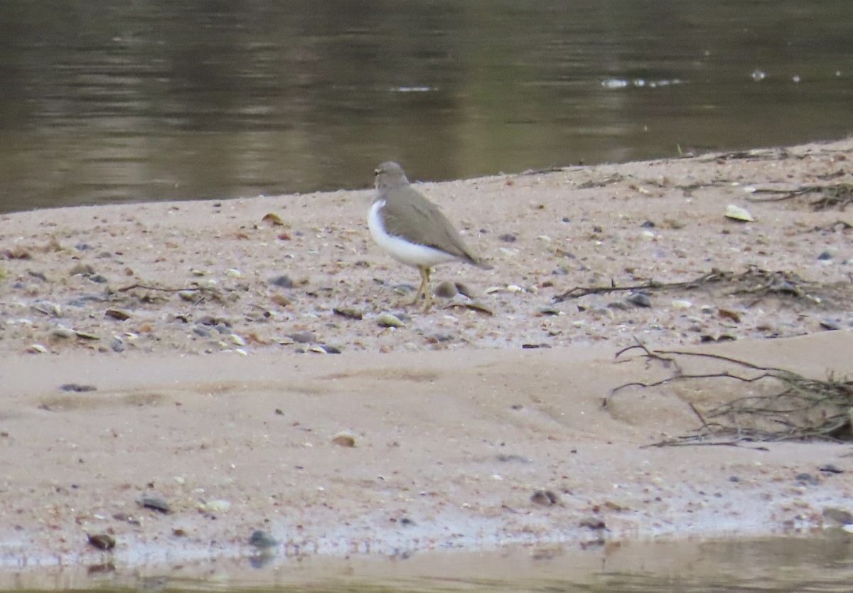 Benekli Düdükçün - ML647446260