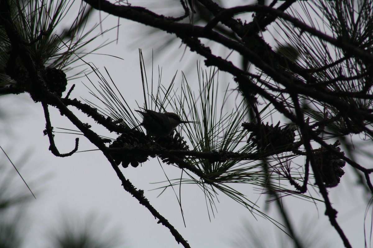 brhlík hnědohlavý - ML647446263