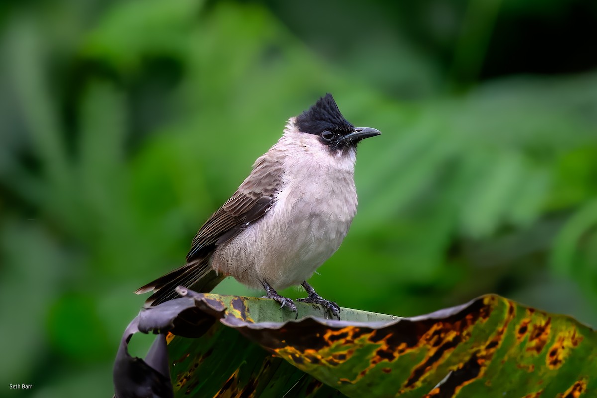 Sooty-headed Bulbul - ML647446267
