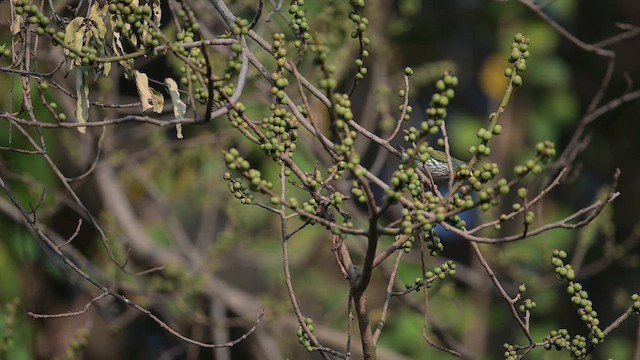 Бородастик червоноголовий - ML647446278