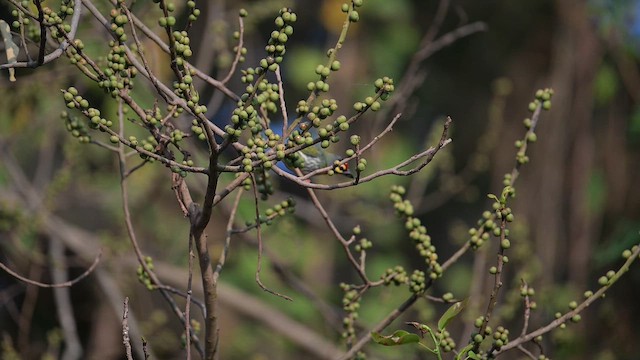 Бородастик червоноголовий - ML647446279