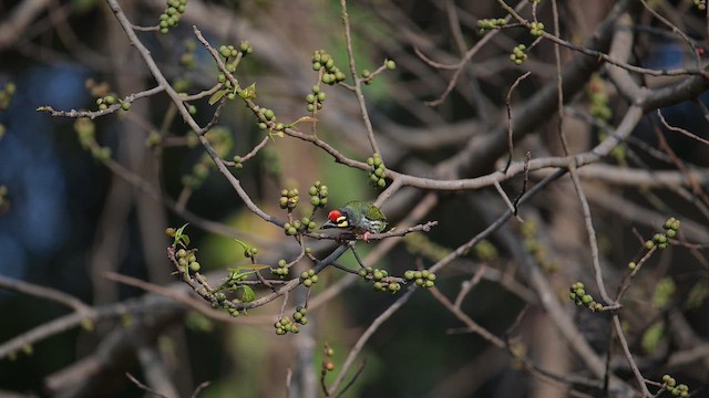 Бородастик червоноголовий - ML647446280