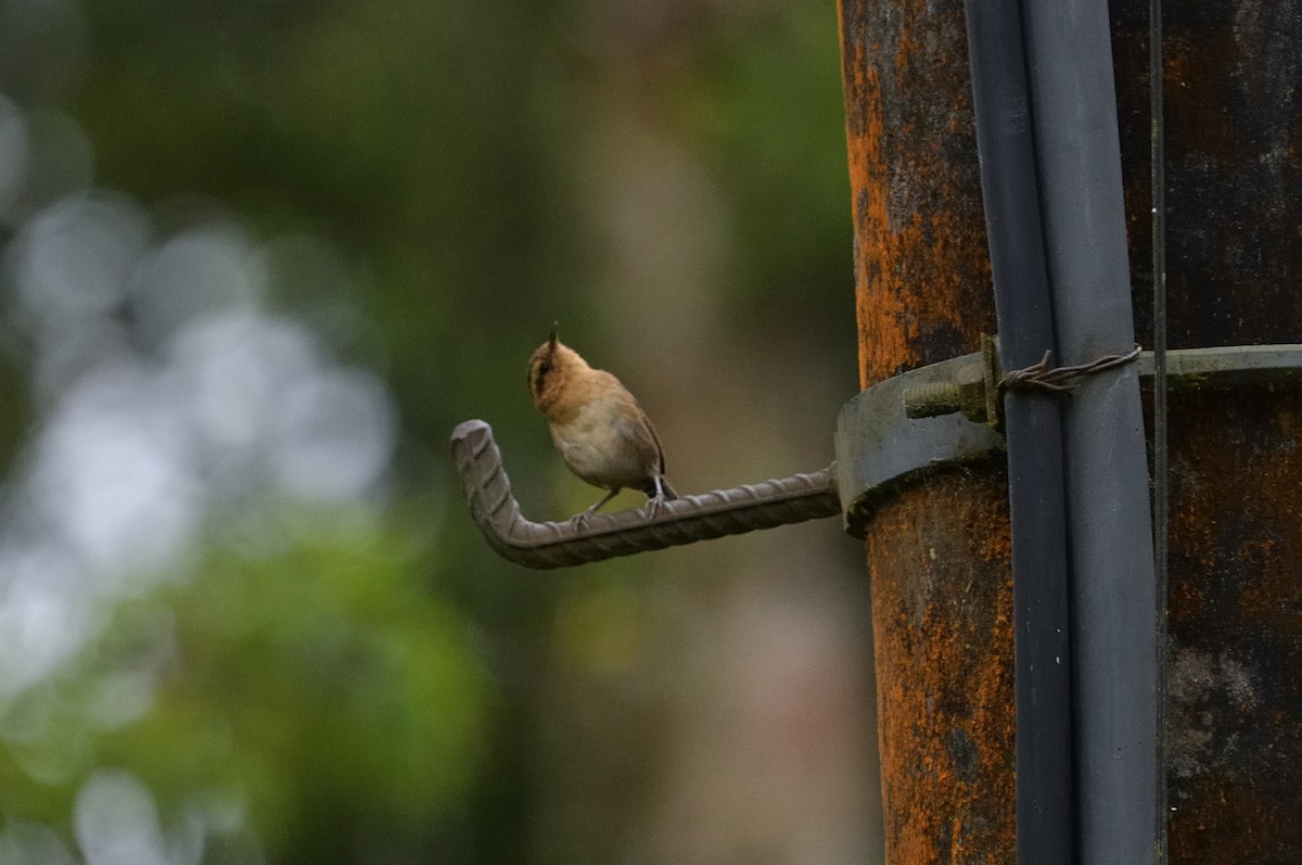 And Çıtkuşu - ML647446309