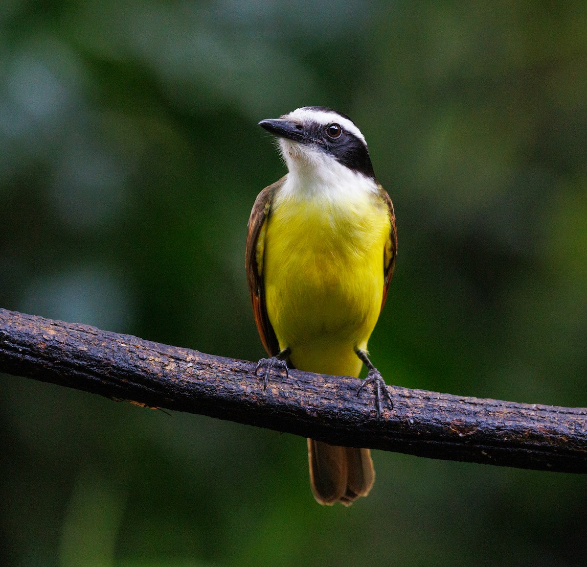 Great Kiskadee - ML647446310