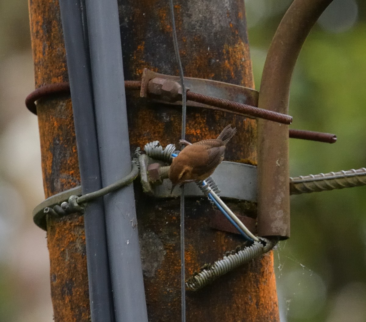 And Çıtkuşu - ML647446316