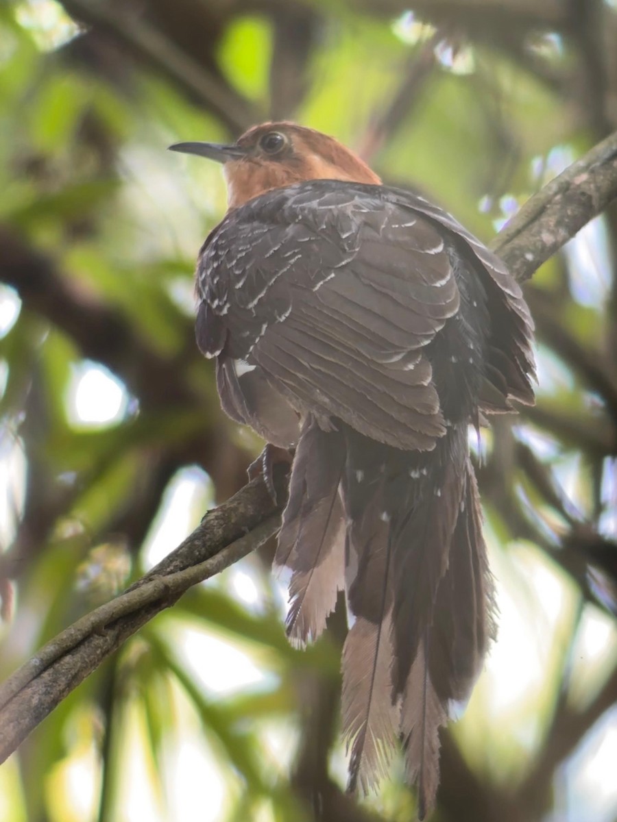 Pavonine Cuckoo - ML647446322