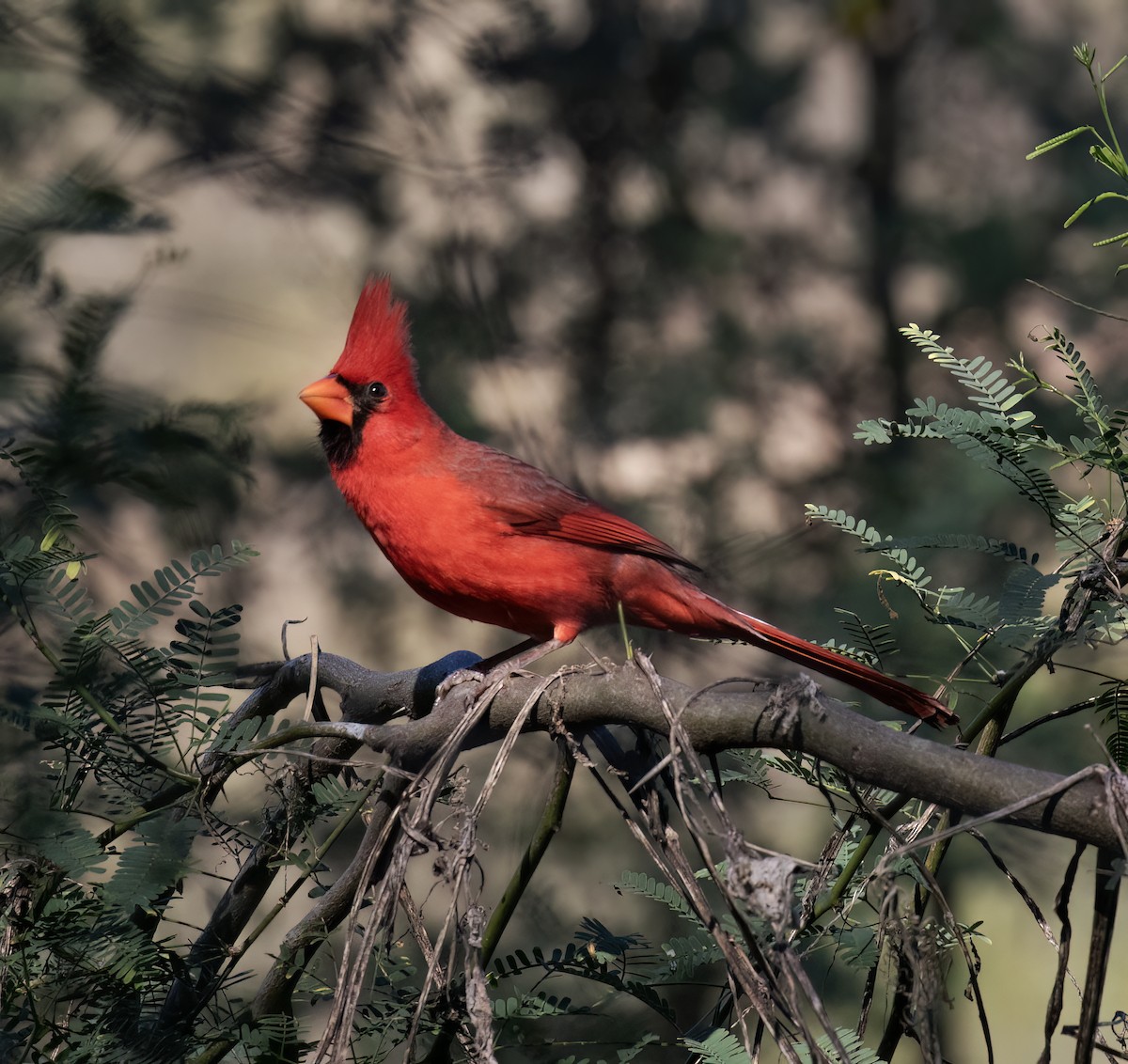 rødkardinal - ML647446323