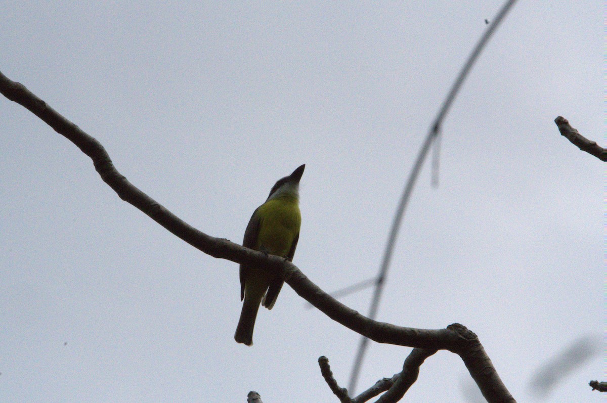 Boat-billed Flycatcher - ML647446324
