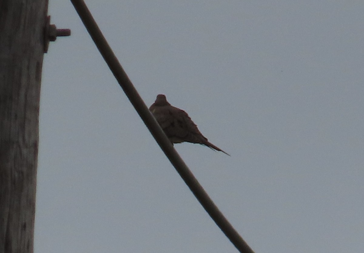 Mourning Dove - ML647446325
