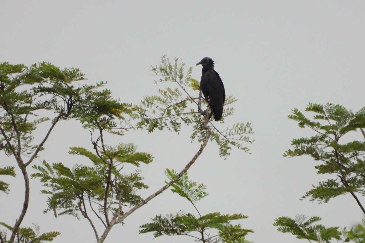 Black Vulture - ML647446326