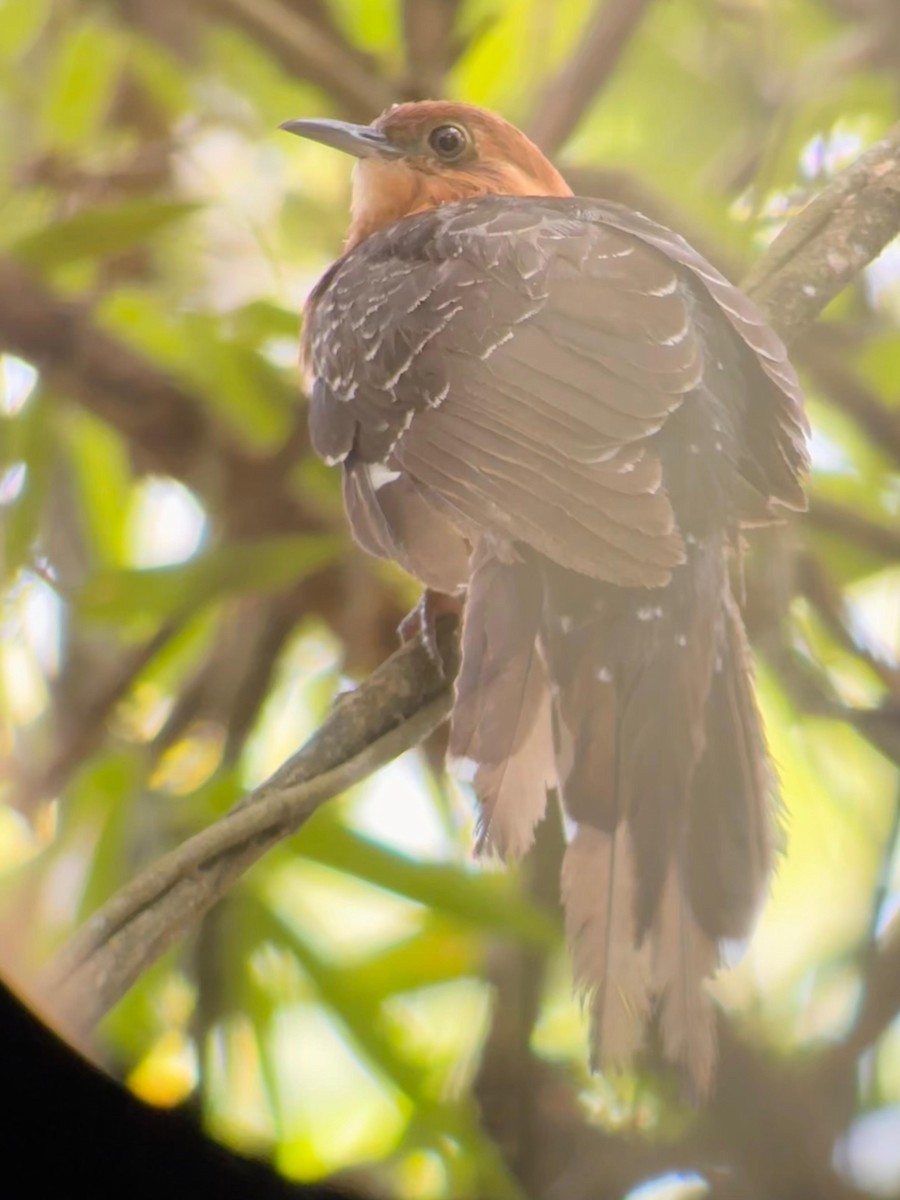 Pavonine Cuckoo - ML647446328