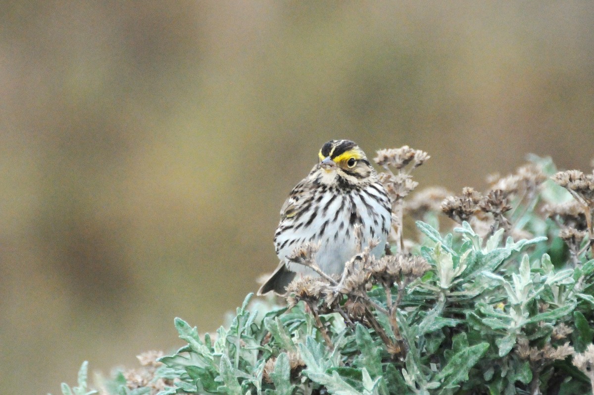 Savannah Sparrow - ML647446335