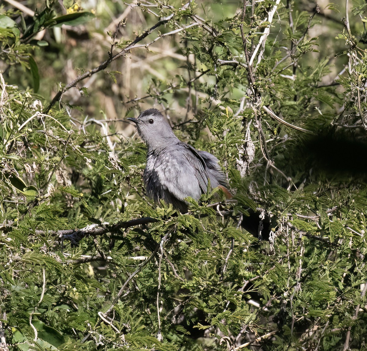Gray Catbird - ML647446337