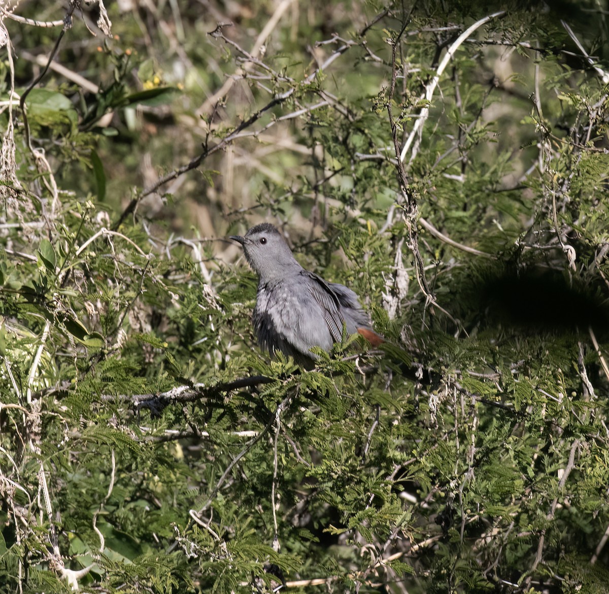 Gray Catbird - ML647446338