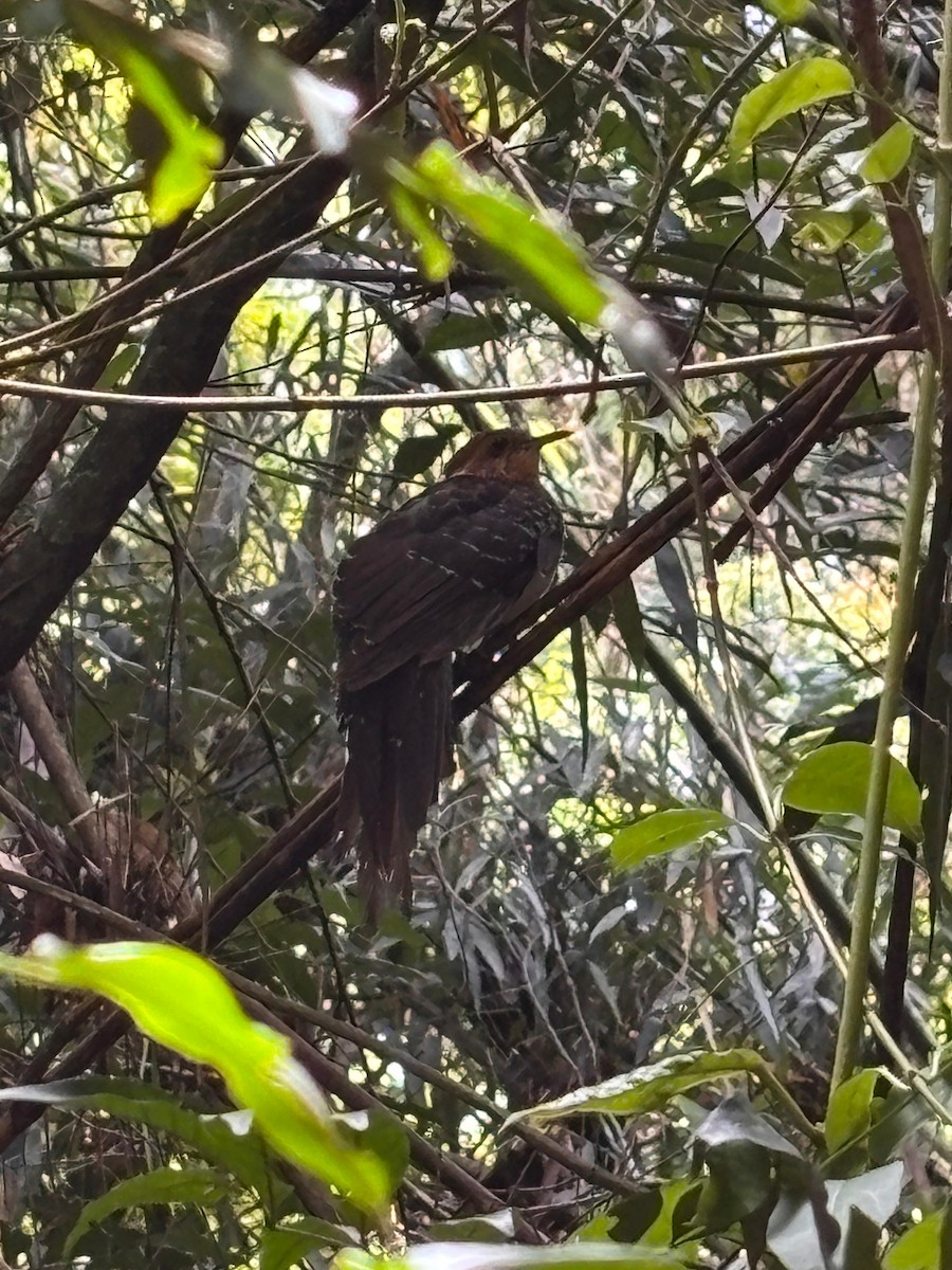 Pavonine Cuckoo - ML647446342