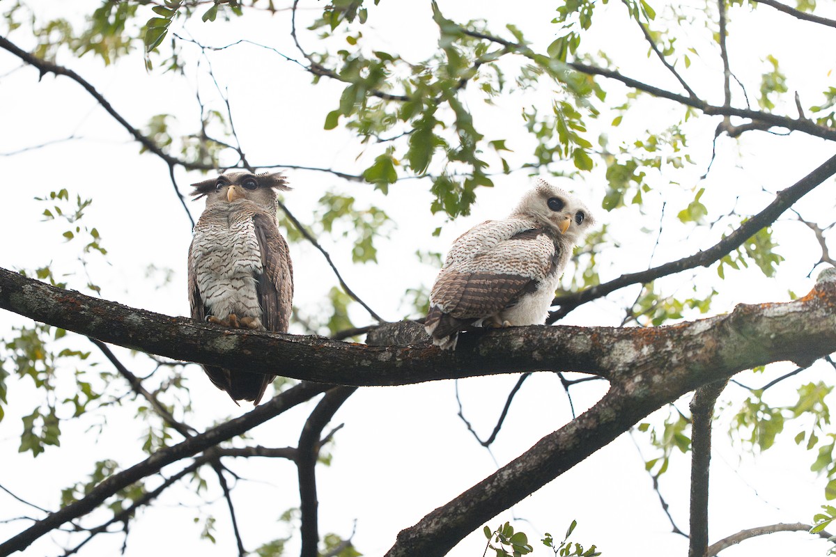 Malaienuhu - ML647446347