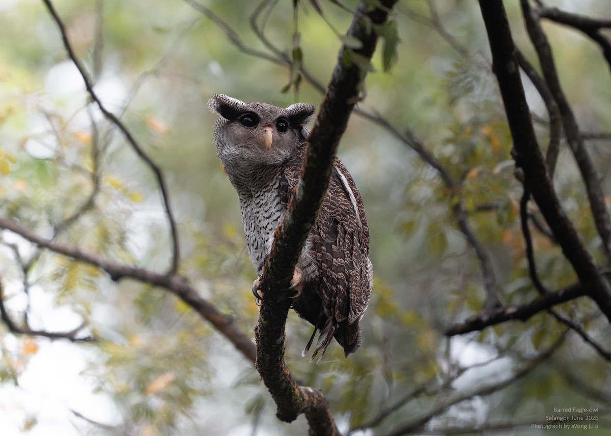 Malaienuhu - ML647446348