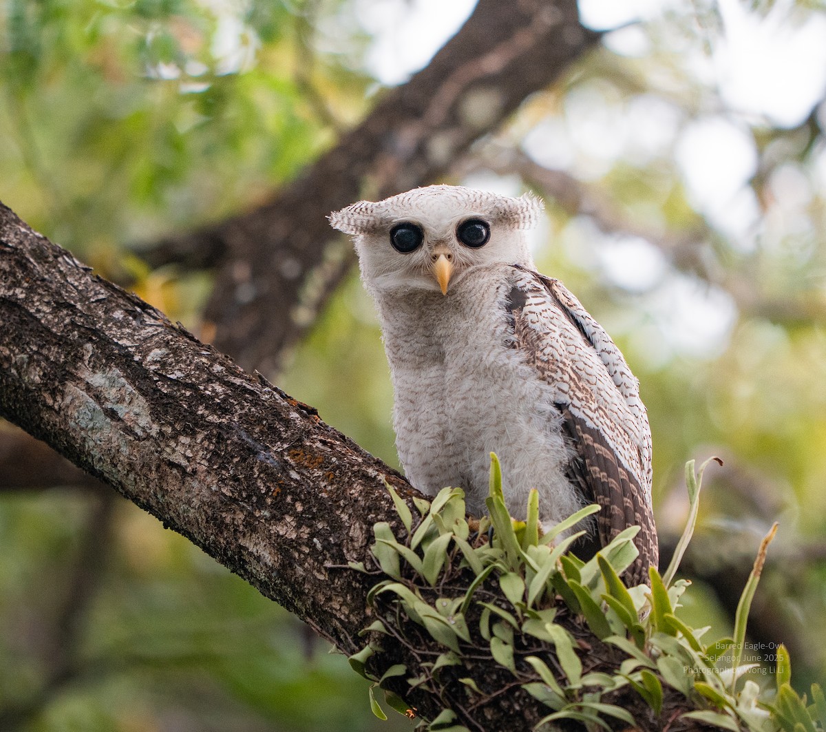 Malaienuhu - ML647446349