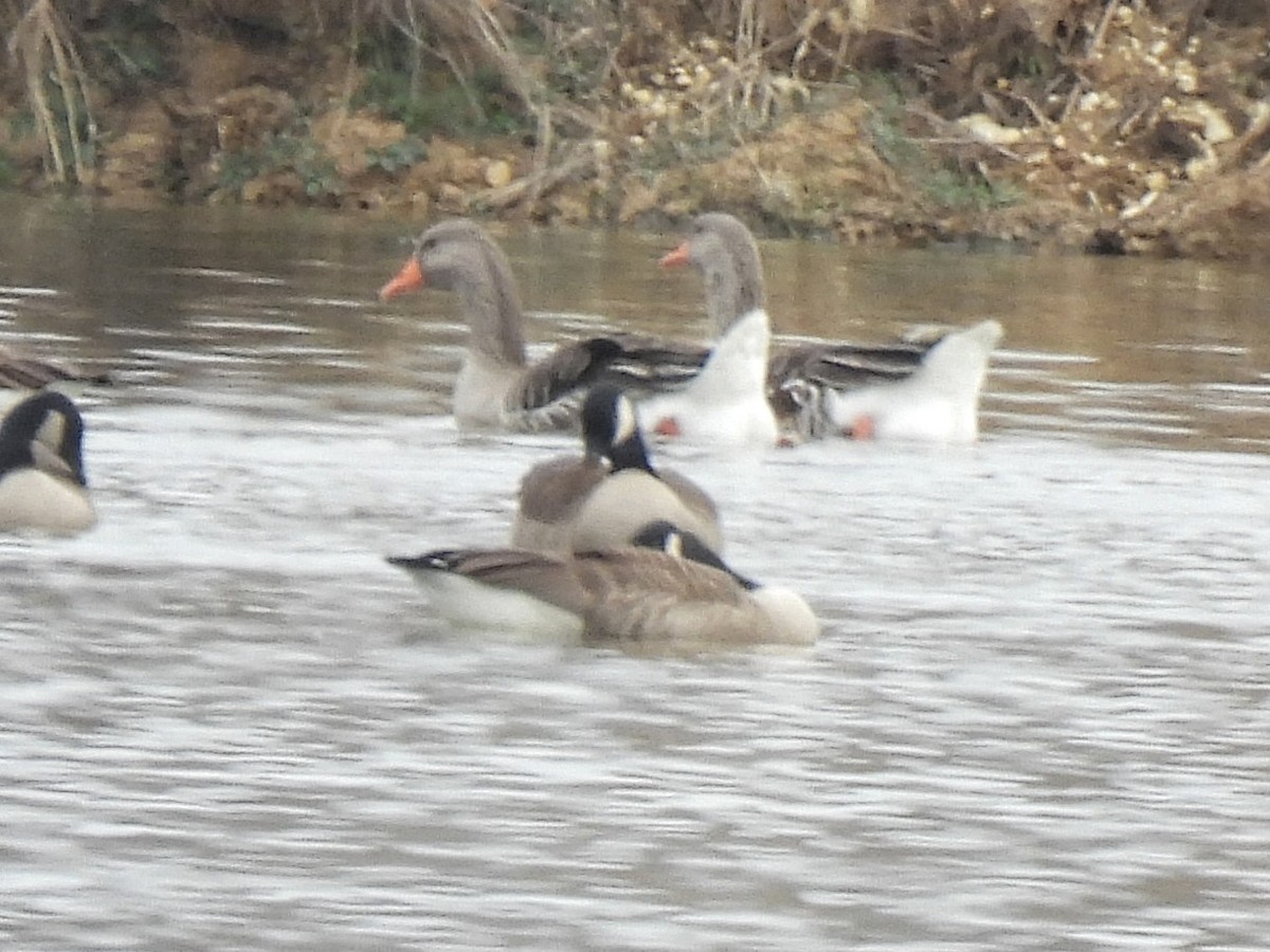 Boz Kaz - ML647446357