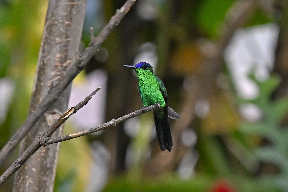 Violet-capped Woodnymph - ML647446359